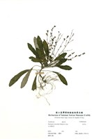 藏品(哈哼花)的圖片